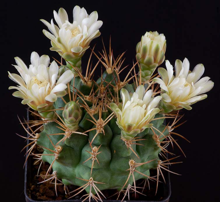 Gymnocalycium schickendantzii